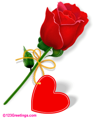 {A rose for someone special}
